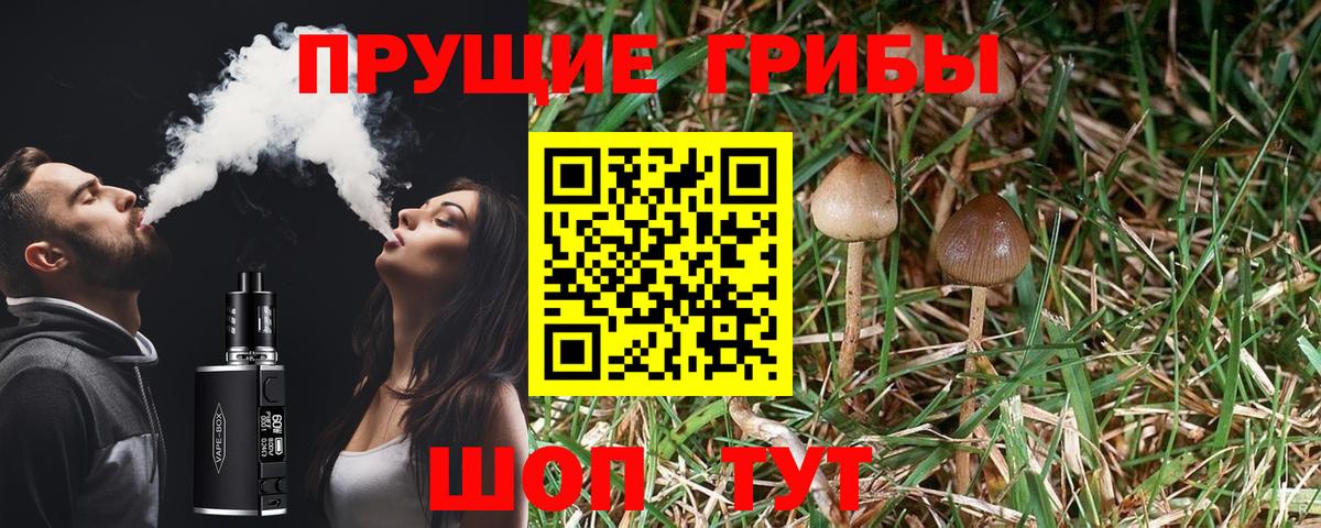 Псилоцибиновые грибы Psilocybe Воскресенск